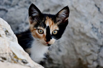 Close-up portrait of cat by outdoors