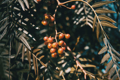 Close-up of berries growing on tree