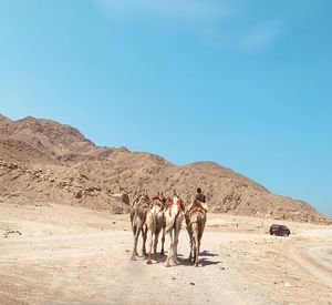 Horses in a desert