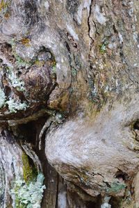 Close-up of tree trunk