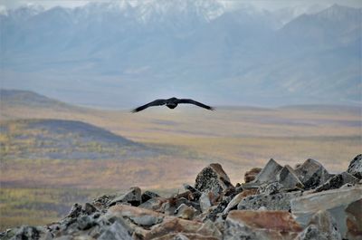 wildlife