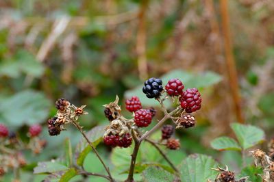 Close-up of red and blackberries growing on plant