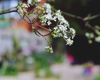 Close-up of cherry blossom on tree