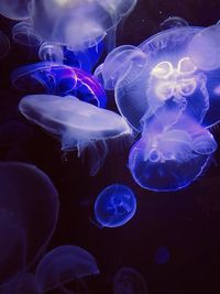 Close-up of jellyfish swimming in sea