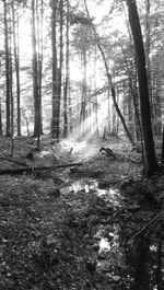 Trees in forest against sky