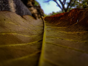 Close-up of dry leaves on tree trunk