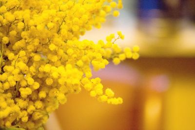 Close-up of yellow flowers