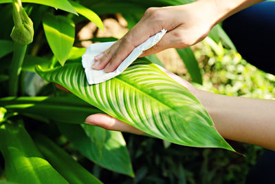 Cropped image of woman wiping leaves at yard