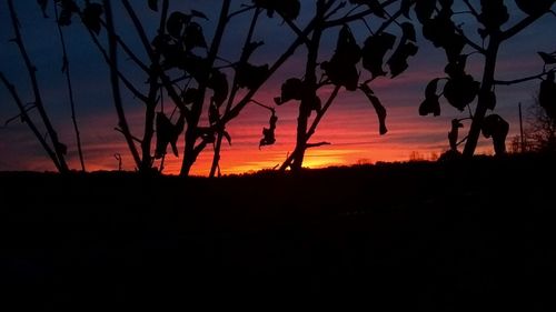 Silhouette trees on landscape against orange sky