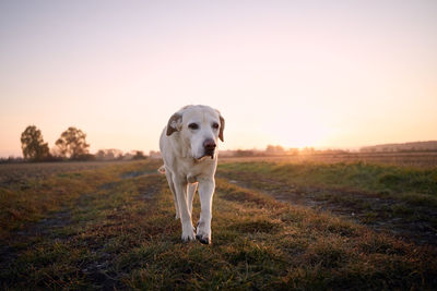 Dog standing on field