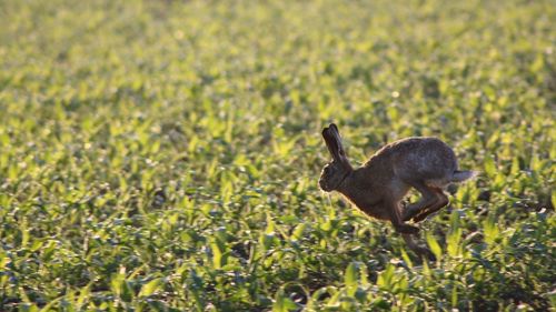 Side view of duck standing on land