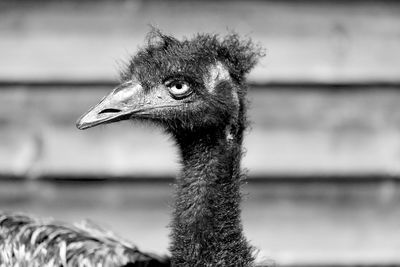 Close-up of bird looking away