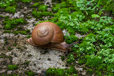 High angle view of snail on leaf