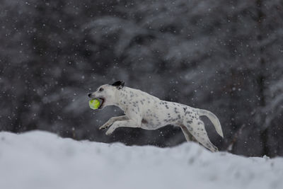 Dog running on snow