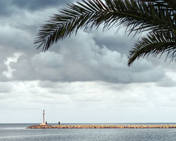 Palm tree by sea against sky