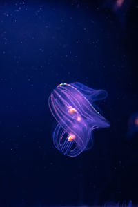 Jellyfish swimming in sea