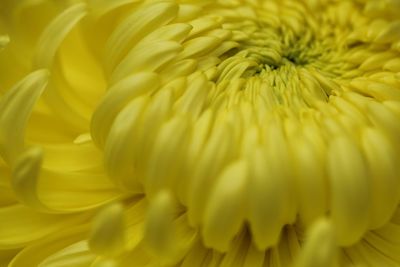 Full frame shot of yellow flowering plant