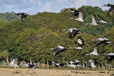 Flock of birds in a field