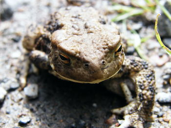 Close-up of frog on field