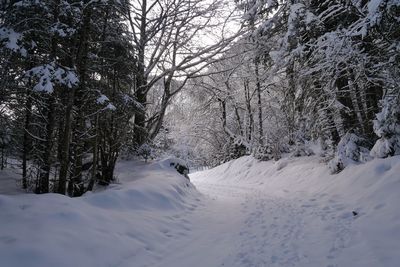 Snow covered trees on field during winter