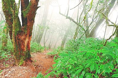 View of trees in forest