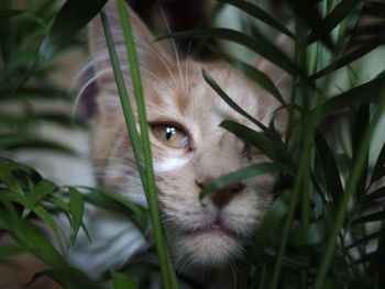 Close-up portrait of a cat