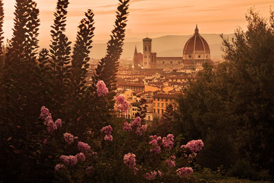 View of flowering trees and buildings against sky during sunset