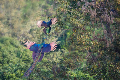 View of peacock
