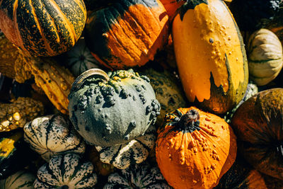 A lot of mini pumpkin at outdoor farmers market