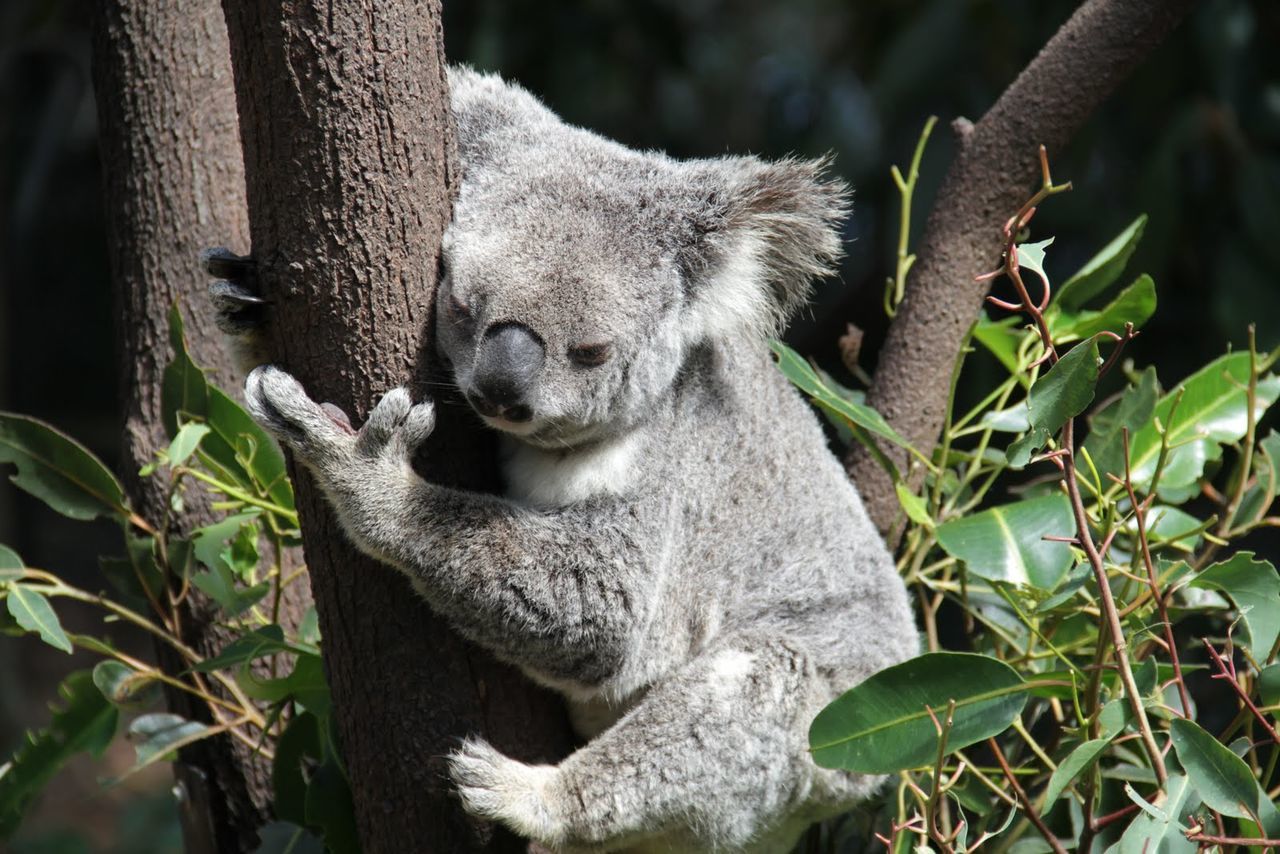 animal themes, animal wildlife, mammal, animal, plant, animals in the wild, one animal, tree, koala, leaf, plant part, nature, branch, vertebrate, no people, day, outdoors, tree trunk, focus on foreground, close-up, herbivorous