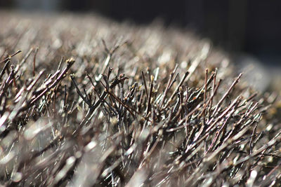 Close-up of dried plant on snowy field