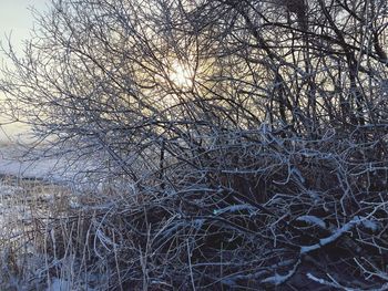 Bare trees on landscape during winter