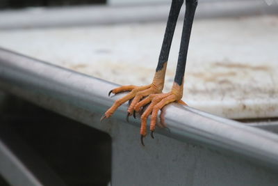 Cropped leg of heron on railing