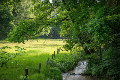 Scenic view of forest