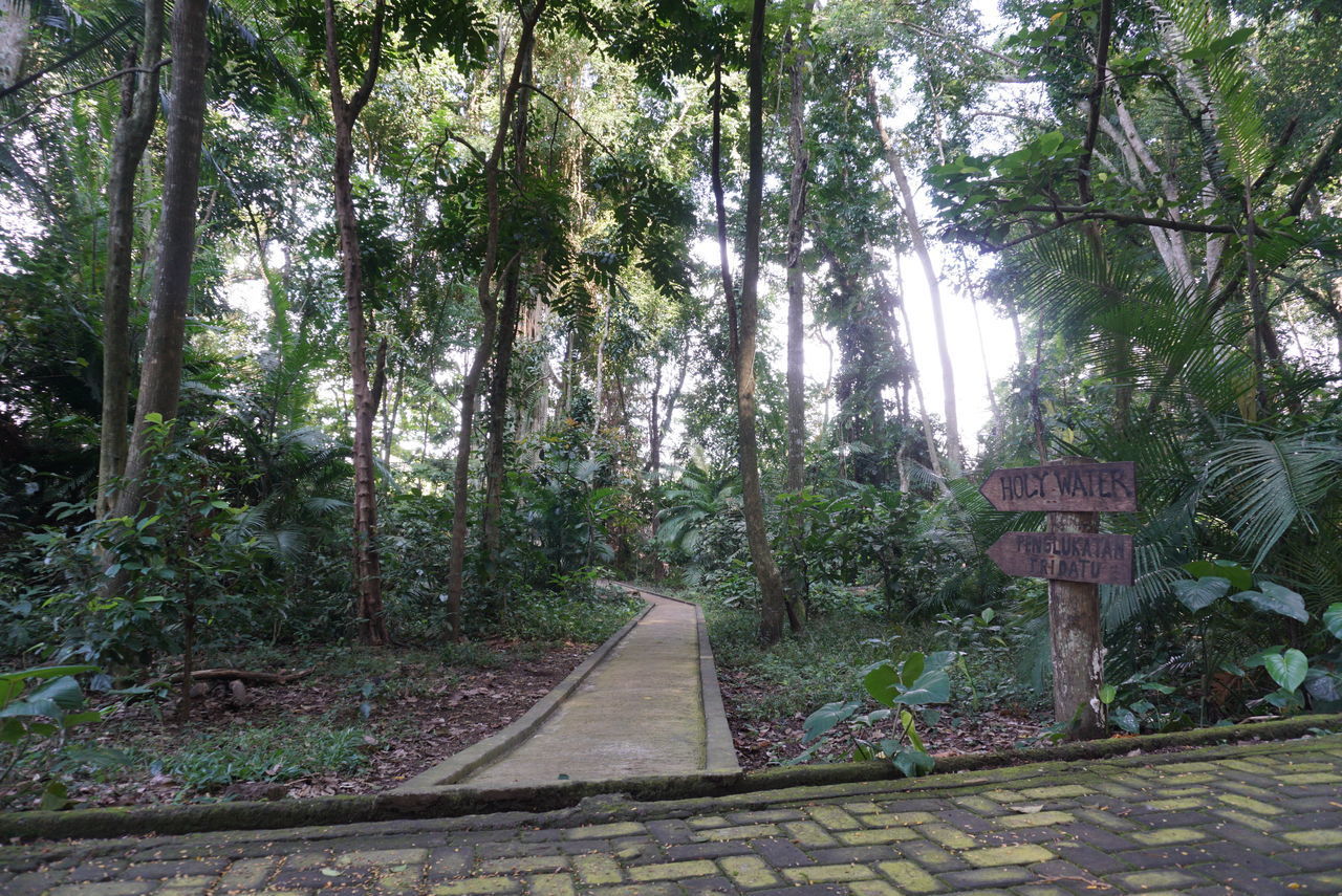 TREES GROWING IN FOREST