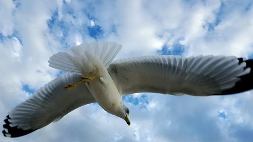 Low angle view of birds against cloudy sky