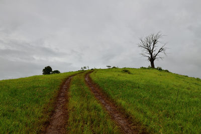 Scenic view of agricultural field against sky