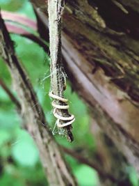 Close-up of insect on plant
