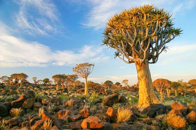 The quiver tree forest in namibia