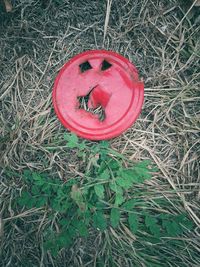 High angle view of red pepper on field