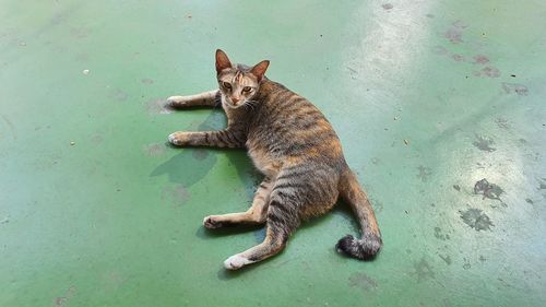 High angle view of cat resting