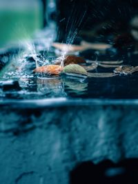 Close-up of fish swimming in sea