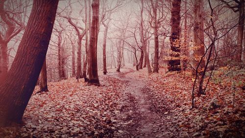 Trees in forest