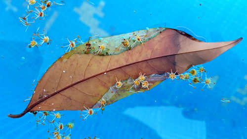 Close-up of leaf floating on water