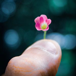 Close-up of hand holding pink flower