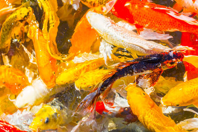 Close-up of koi carps swimming in sea