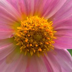 Close-up of pink flower