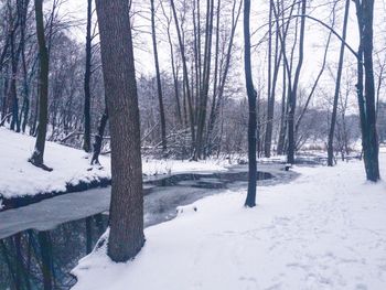 Bare trees on snow covered landscape