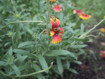 Close-up of flower blooming outdoors