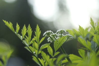 Close-up of white flowering plant